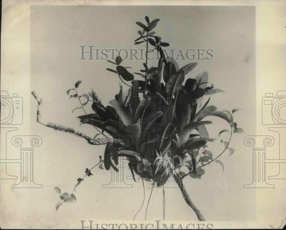 1930 Press Photo Exotic Aerial Plants from Guina Jungle at Field Museum Chicago - Historic Images
