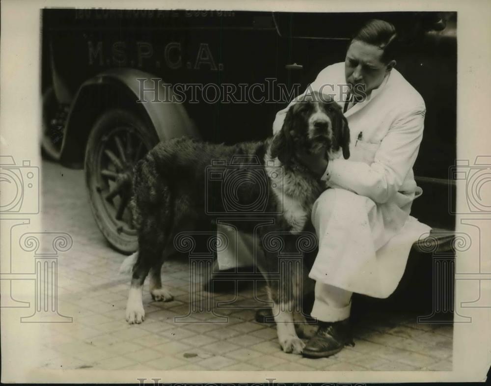 1927 Press Photo Boston, Mass. Gov Fuller&#39;s St Bernard &amp; Dr Dailey - Historic Images