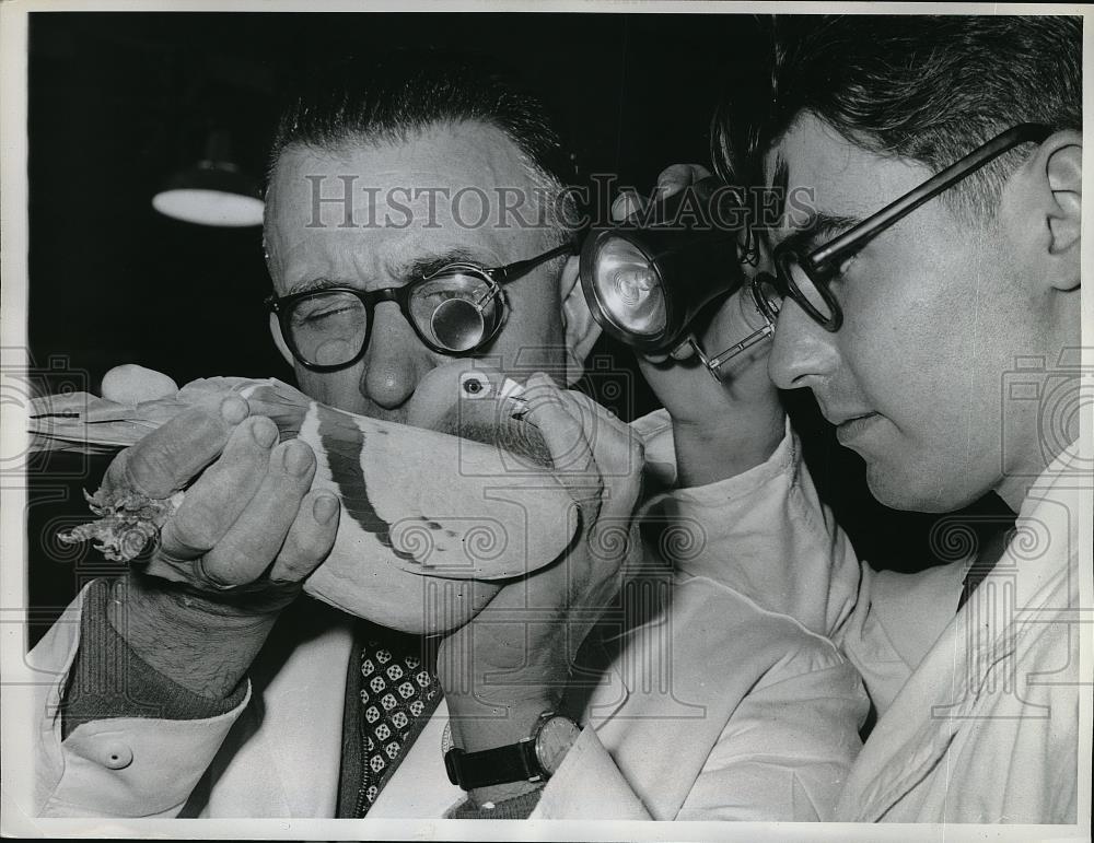 1960 Press Photo Jack Humphrey &amp; Pigeon at International Show Racing Pigeons - Historic Images