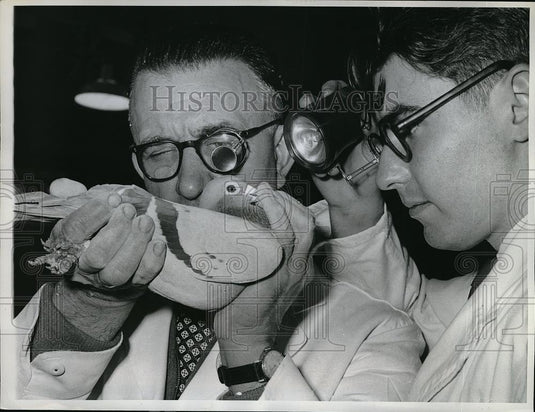 1960 Press Photo Jack Humphrey & Pigeon at International Show Racing Pigeons - Historic Images