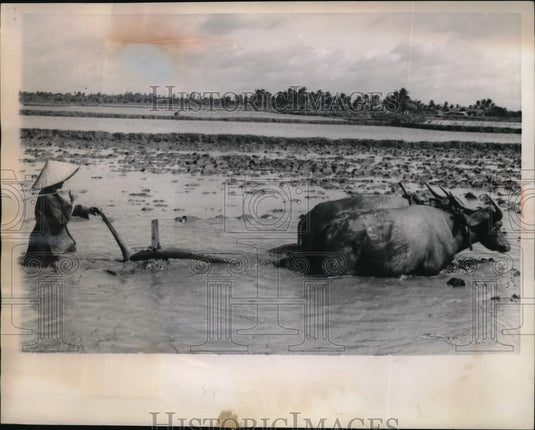 1959 Press Photo Vietnamese Farmers plowing his Rice Paddy in Flooded Rice Field - Historic Images