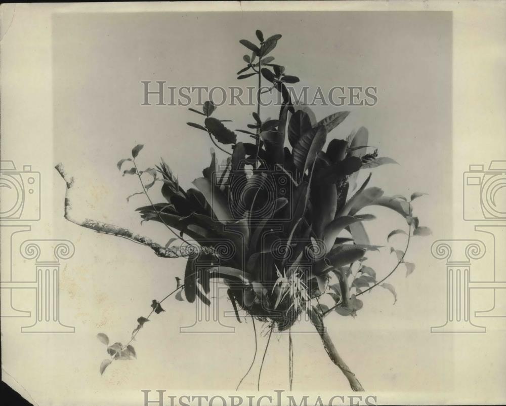1927 Press Photo Clump of Aerial Plants at the Field Museum in Chicago - Historic Images