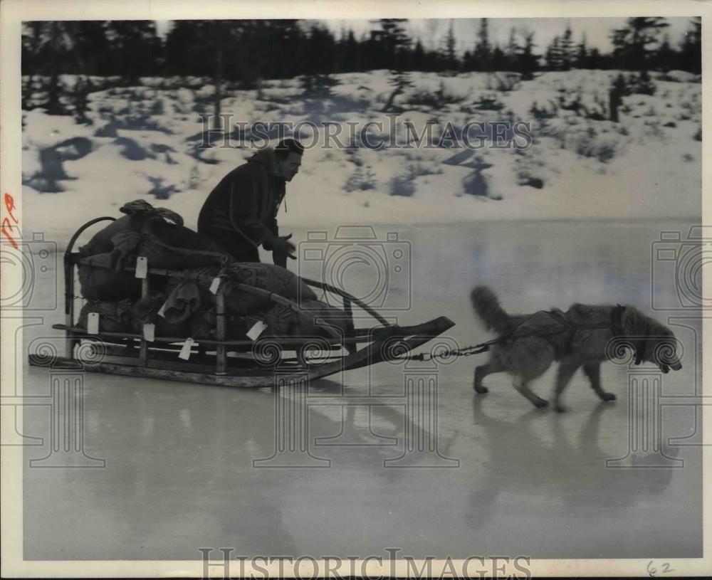 Press Photo Alaska Huskies pull laden sled of Larry Clendenen in Anchorage, AK - Historic Images