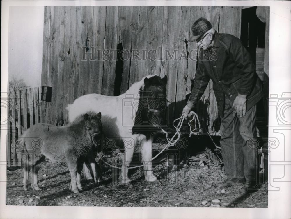 1959 Press Photo William Hine &amp; his shetland ponies on his farm - neb44910 - Historic Images