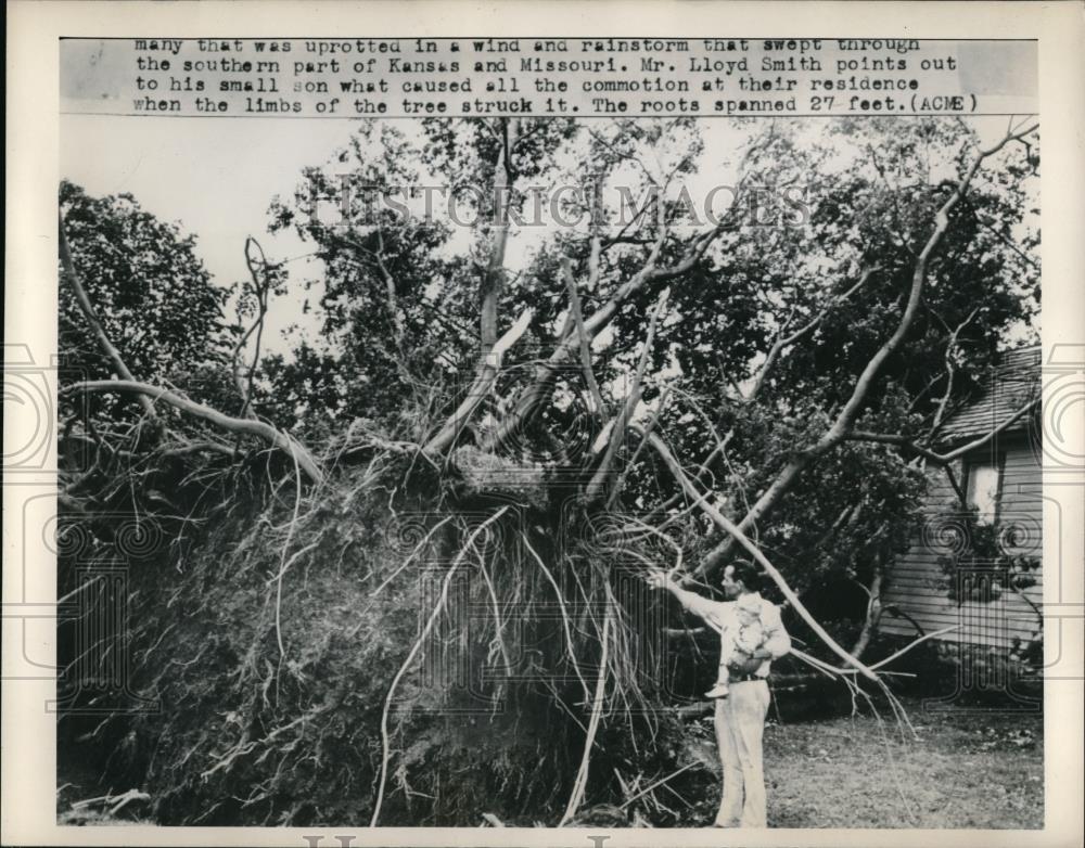 1949 Press Photo Lloyd Smith Points To Fallen Tree To His Son After Storm - Historic Images