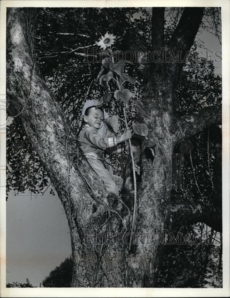 1964 Press Photo Harry Grove Jr with Sunflower Growing From Tree - Historic Images