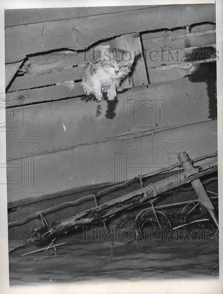 1947 Press Photo Abandoned frightened kitten stuck between boards after flood - Historic Images