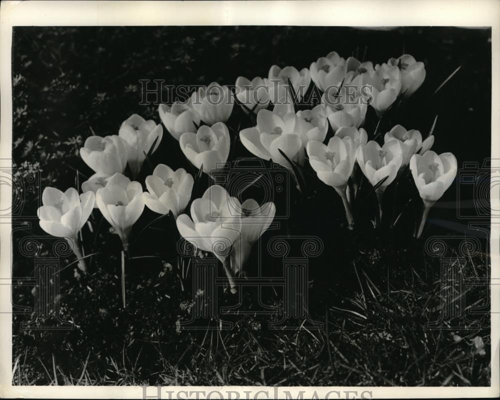 1959 Press Photo Jeanne d&#39;Arc white crocus have a lavender flush at the base. - Historic Images