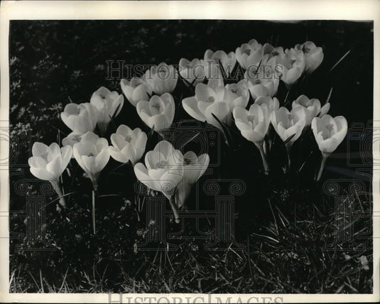 1959 Press Photo Jeanne d'Arc white crocus have a lavender flush at the base. - Historic Images
