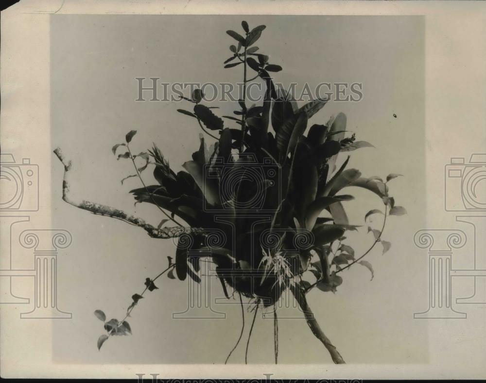 1930 Press Photo Garden of the Tropics on Exhibition in The Field Museum Chicago - Historic Images