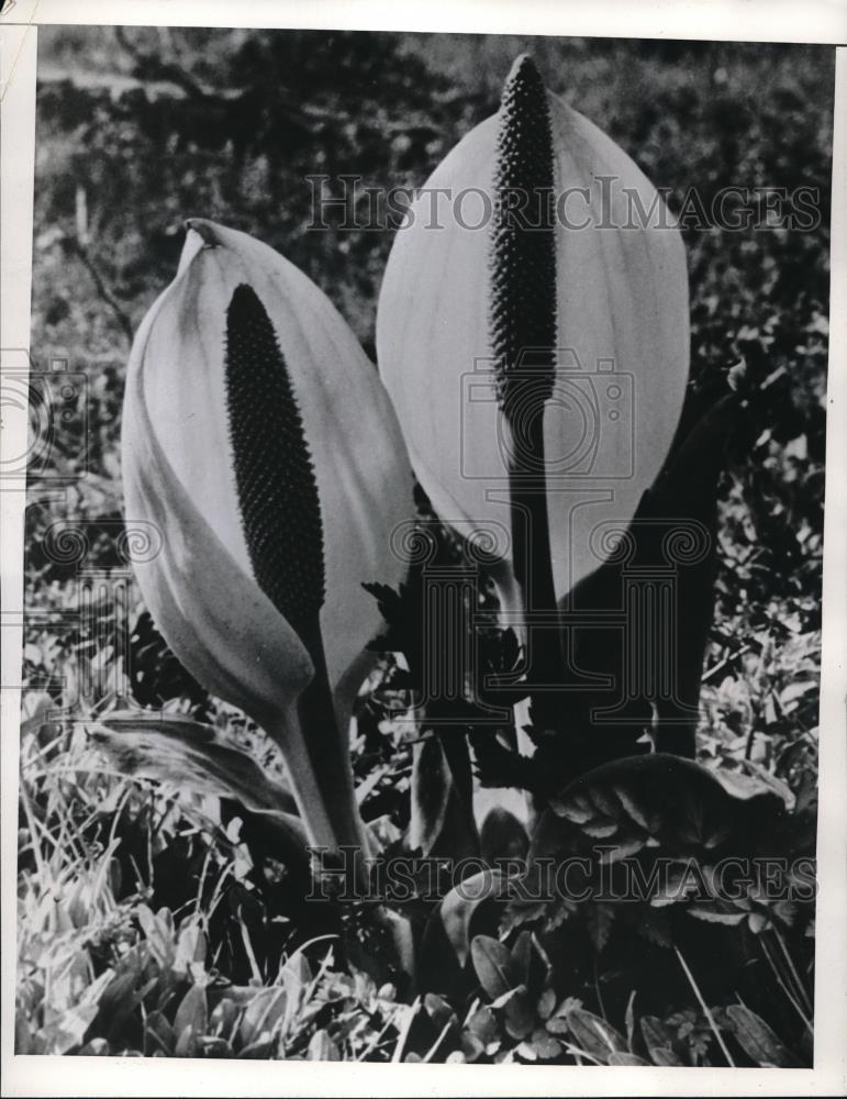 1941 Press Photo A plant relative of the eastern skunk cabbage for a garden - Historic Images