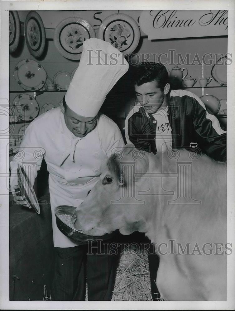 1949 Press Photo Grand Natl Livestock Show in San Francisco,Chef P Debes &amp; cow - Historic Images