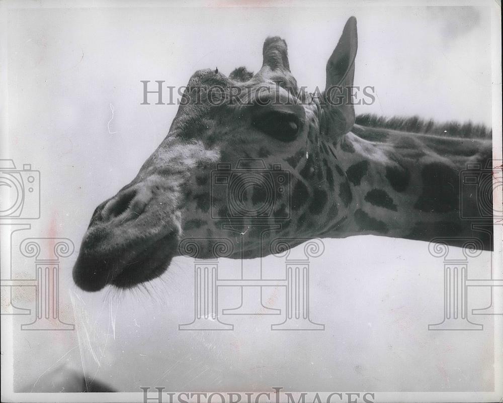 1955 Press Photo Giraffe Seen in Wallace Tabor African Movie By The Press - Historic Images