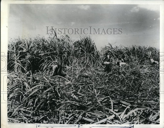 1942 Press Photo Farmers Harvesting Precious Sugar Crop in Clewiston Florida. - Historic Images
