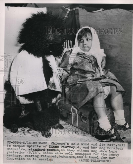 1950 Press Photo Chicago Diane Tierney, and dog poodle rain - Historic Images