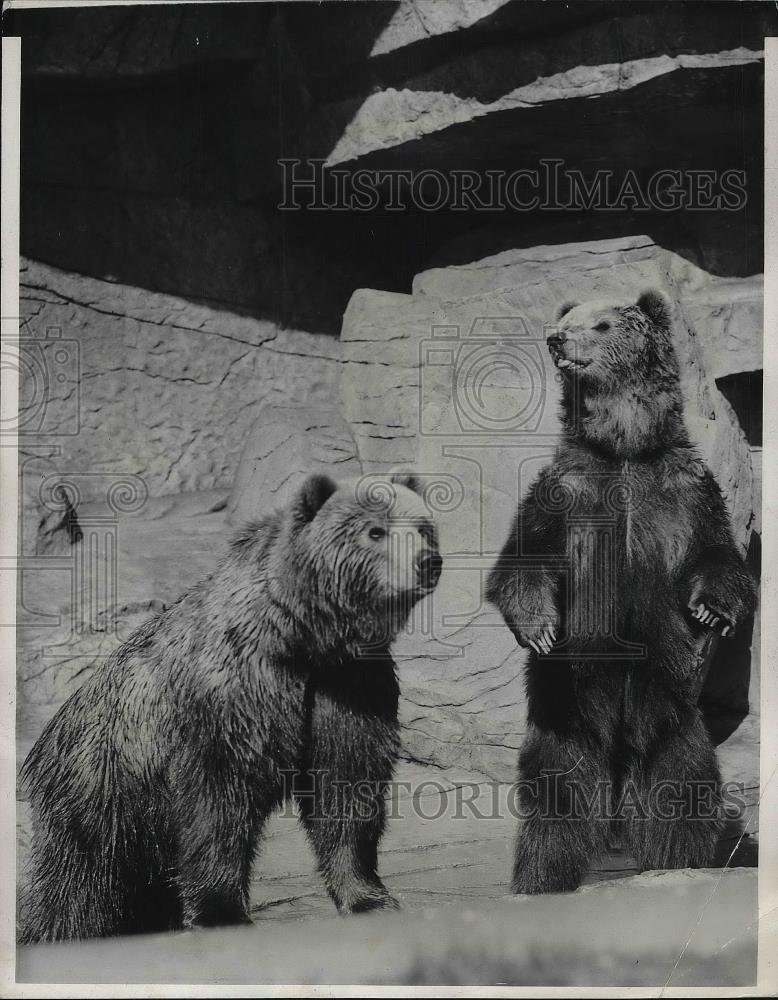 1942 Press Photo Two Kodiak bears on display at Chicago&#39;s Brookfield Zoo - Historic Images