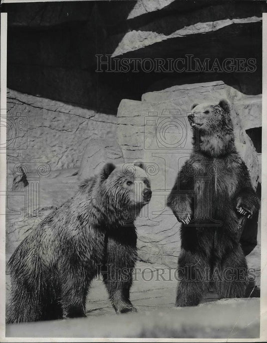 1942 Press Photo Two Kodiak bears on display at Chicago's Brookfield Zoo - Historic Images