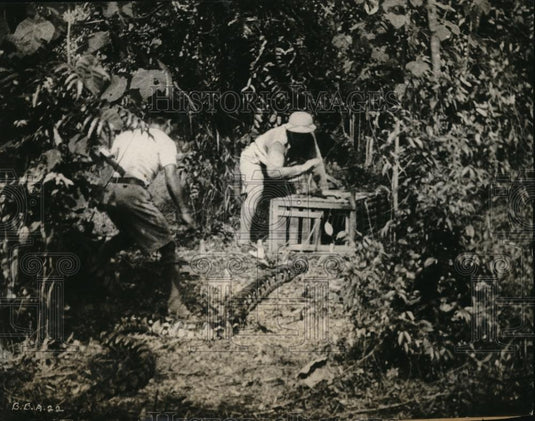 1932 Press Photo A python snake is fed then noosed to capyure & cage him - Historic Images