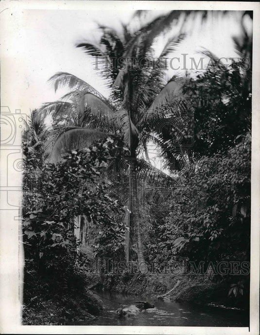 1942 Press Photo Carabao in Jungle Stream on Luzon Island in the Philippines - Historic Images