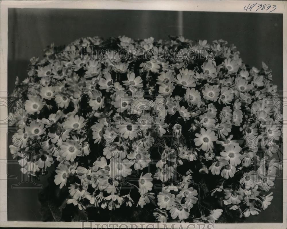 1939 Press Photo Cineraria won the 26th Annual Intl. Flower Show in New York. - Historic Images