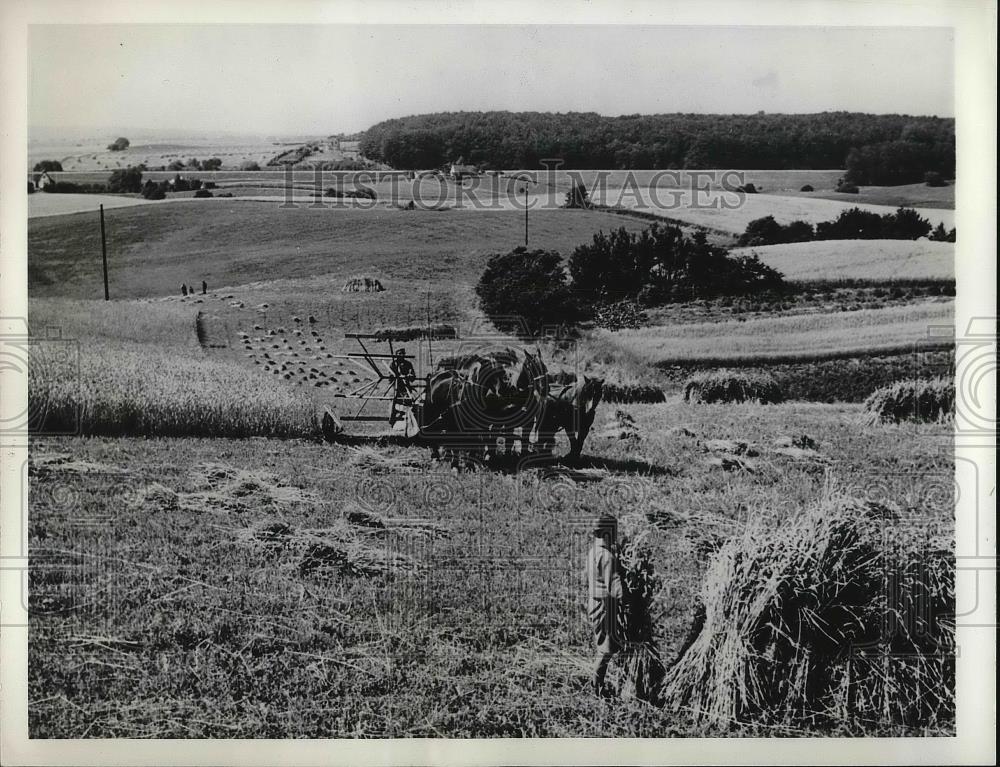 1940 Press Photo Scene of Danish Farm Near Copenhagen During Harvest Time - Historic Images