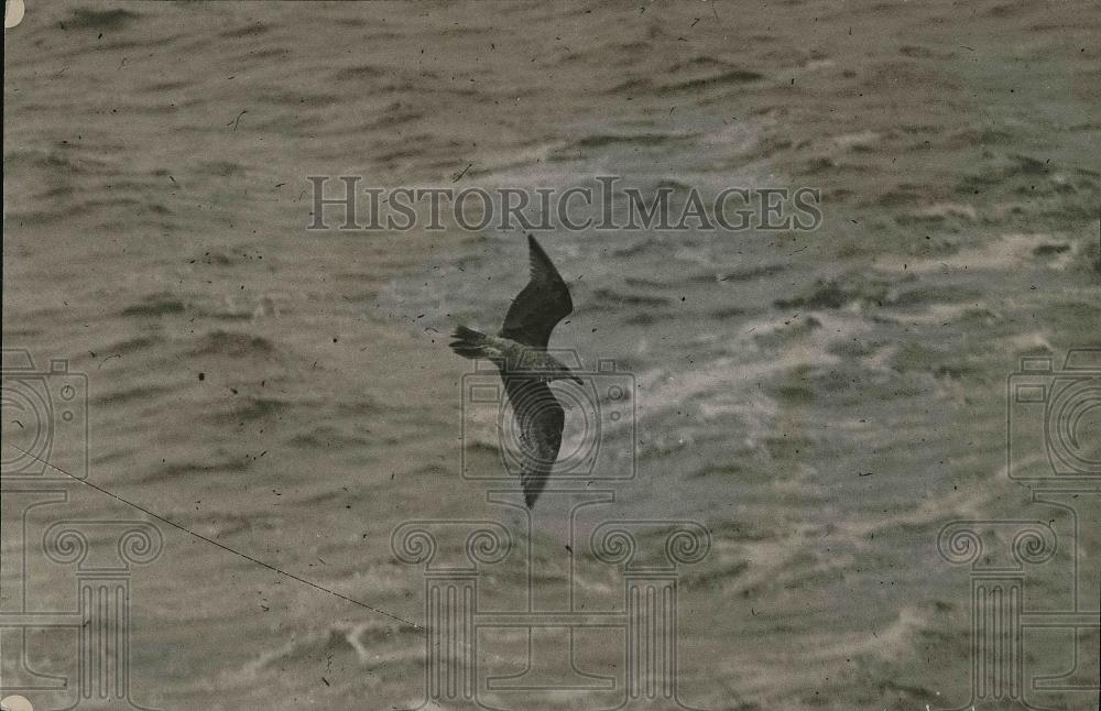 1920 Press Photo Sea Gull Bird flying over lake - Historic Images