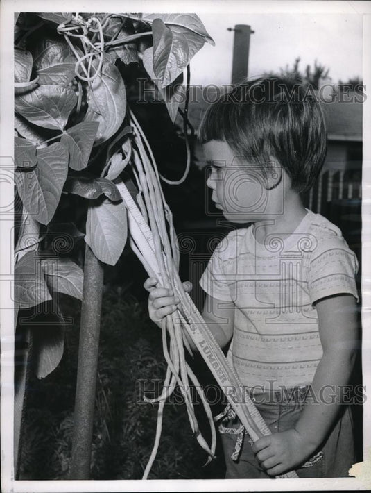 1957 Press Photo Little Debra Allgood Measure Giant Green Beans In Michigan City - Historic Images