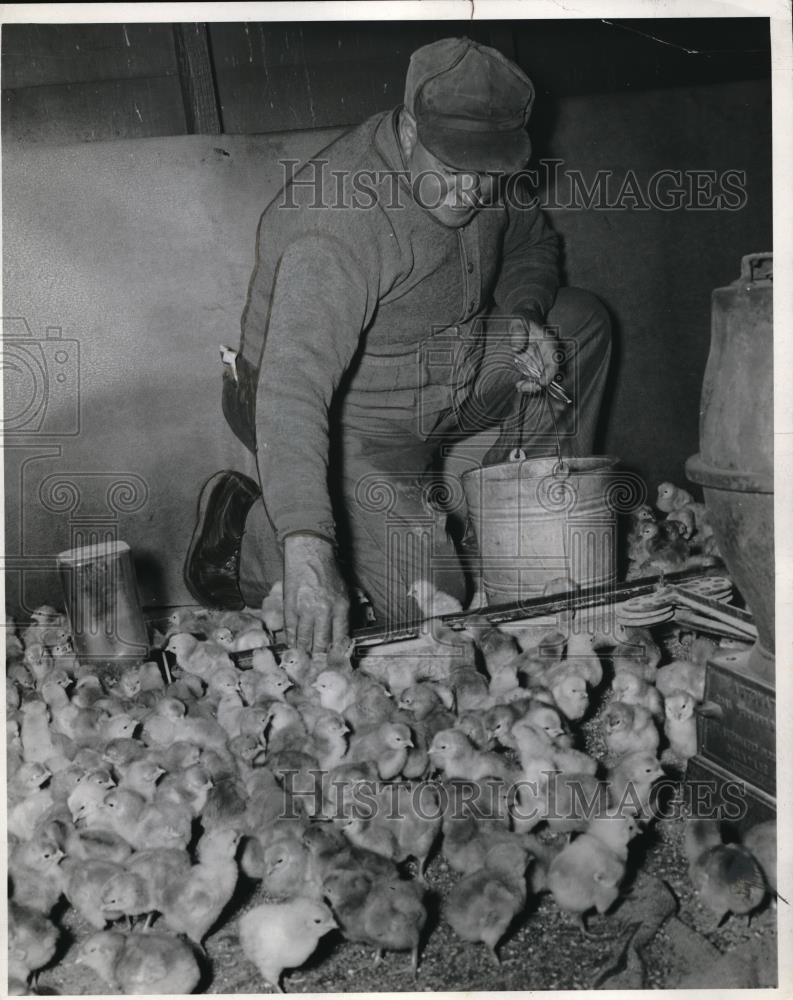 1940 Press Photo W. P. Hunter of Maryland raises baby chicks - Historic Images