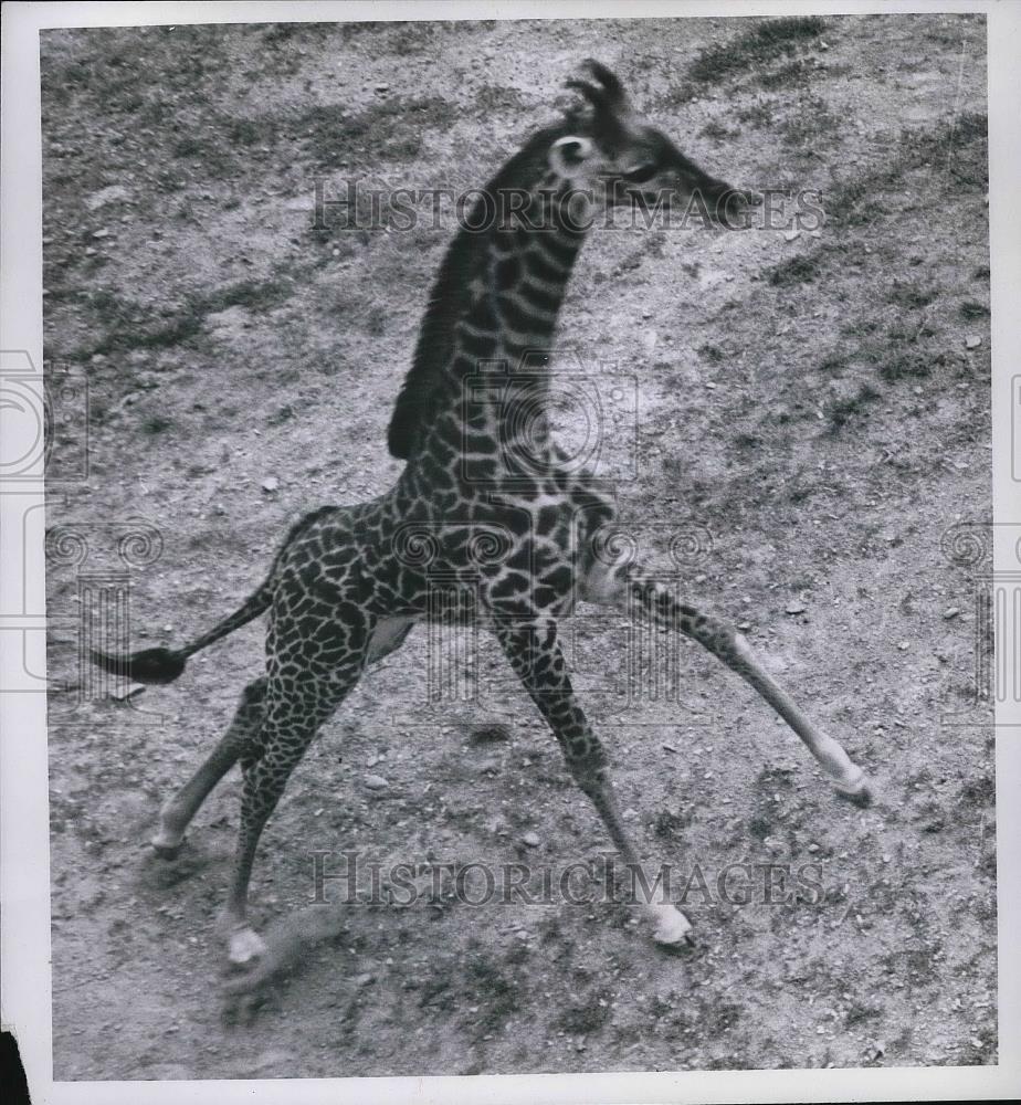 1968 Press Photo A giraffe running in his zoo enclosure in Cleveland - Historic Images