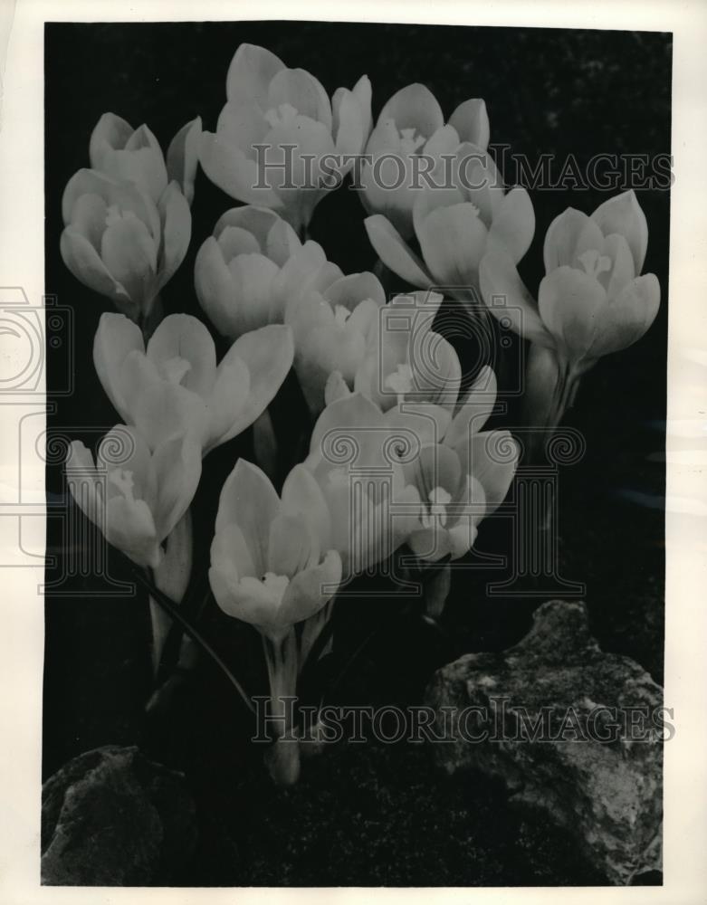 1961 Press Photo Peter Pan crocus flowers in bloom at Flower show in NYC - Historic Images