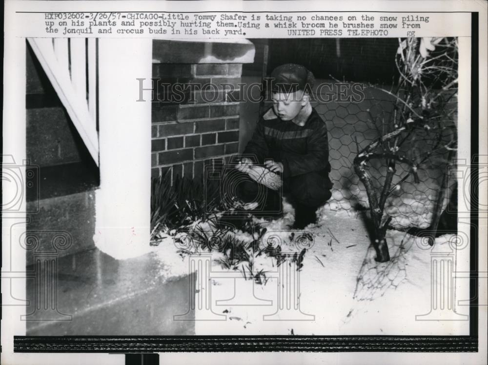 1957 Press Photo Chicago, Tommy Shafer removes snow from his plants - neb44482 - Historic Images