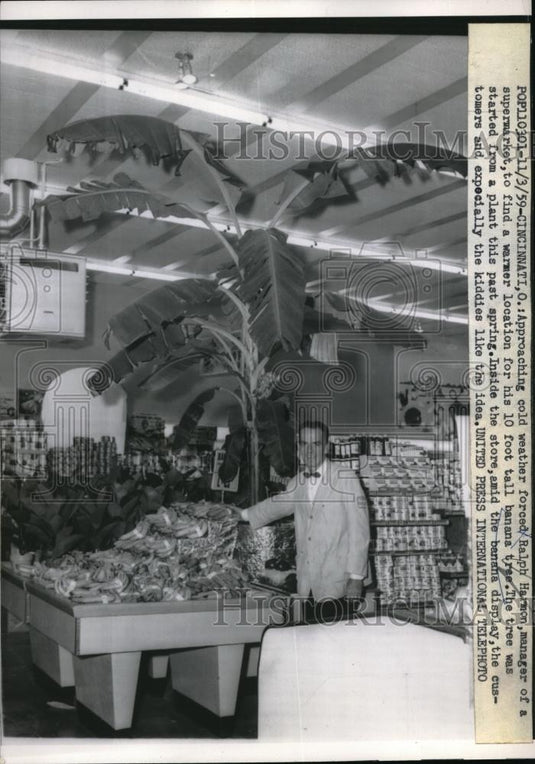 1959 Press Photo Cinncinati, Oh. Ralph Harmon & banana tree in supermarket - Historic Images