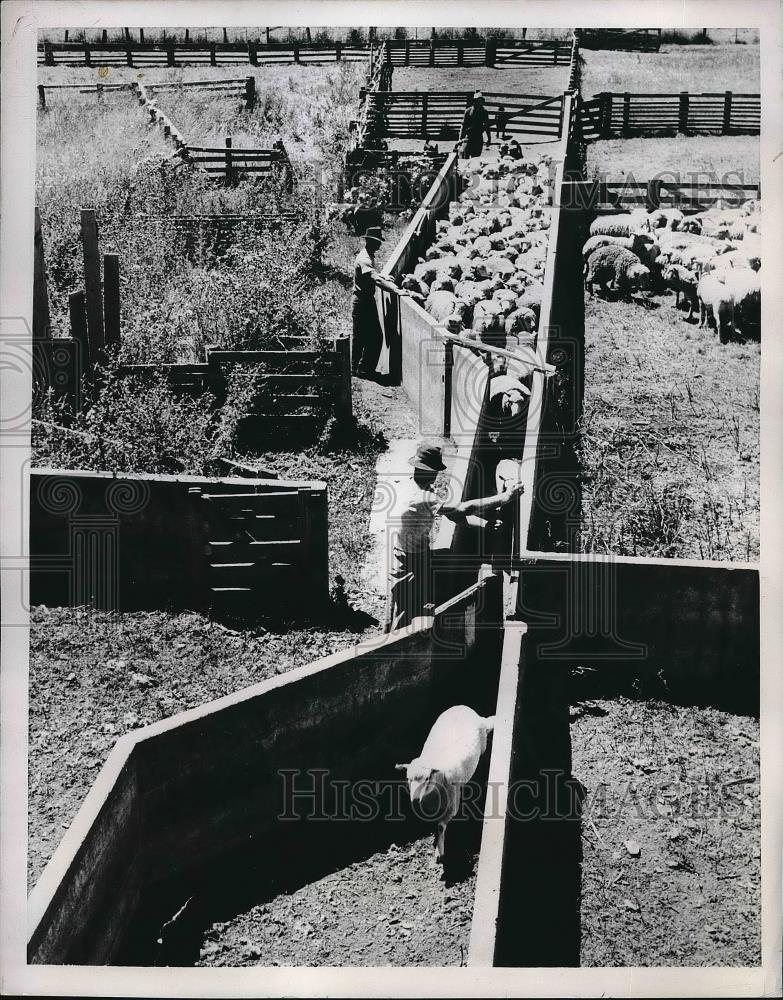 1952 Press Photo Sheep File Through A Narrow Chute On Cattle Flat Station - Historic Images