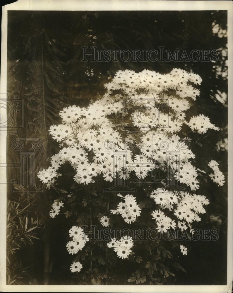 1927 Press Photo A summer daisy display ay NY Botanical gardens - Historic Images