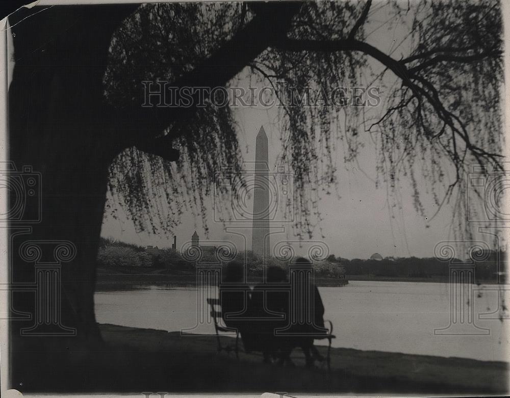 1921 Press Photo A Japenese Cherry Tree in front of the Washington Memorial. - Historic Images