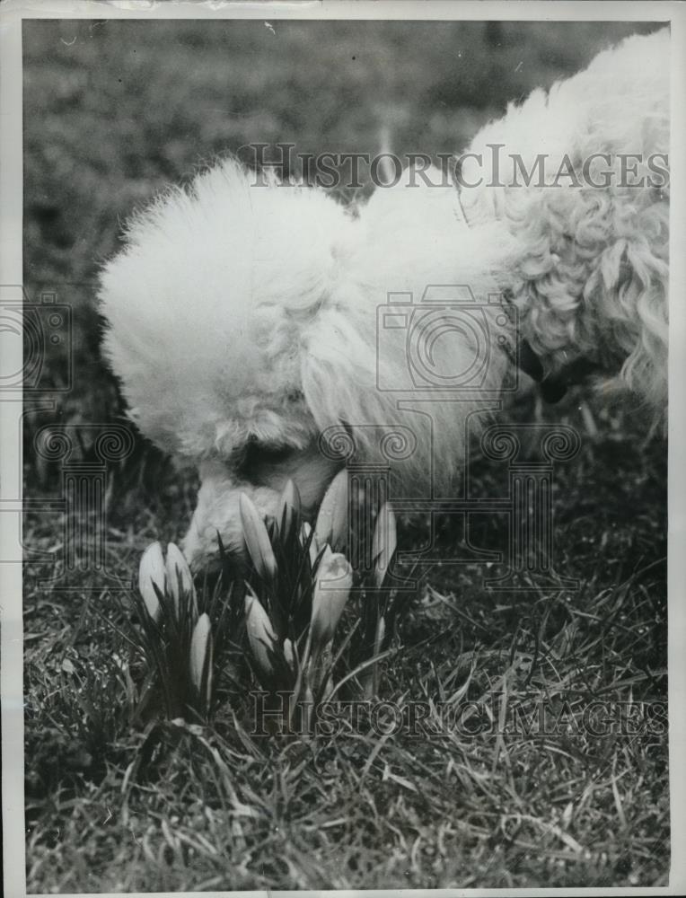 1962 Press Photo Brighton, England a toy poodle &amp; crocus blooms - Historic Images