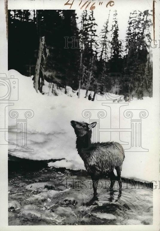 1937 Press Photo of a young elk standing in an icy stream - Historic Images