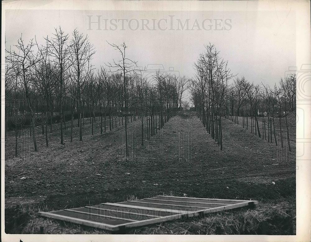 1949 Press Photo A tree nursery in Shaker Hgts, Ohio - Historic Images