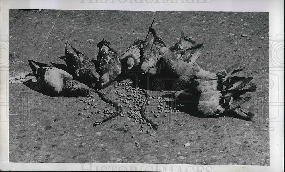 1947 Press Photo Pigeons eating at park in Pittsburgh, Pa. - Historic Images