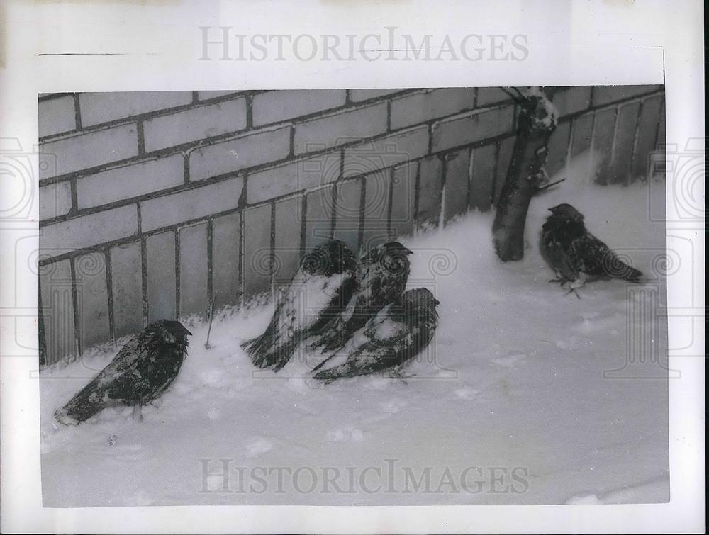 1957 Press Photo Pigeons shelter from snow near Cleveland, Ohio bldgs - Historic Images