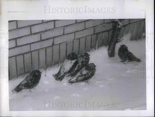 1957 Press Photo Pigeons shelter from snow near Cleveland, Ohio bldgs - Historic Images