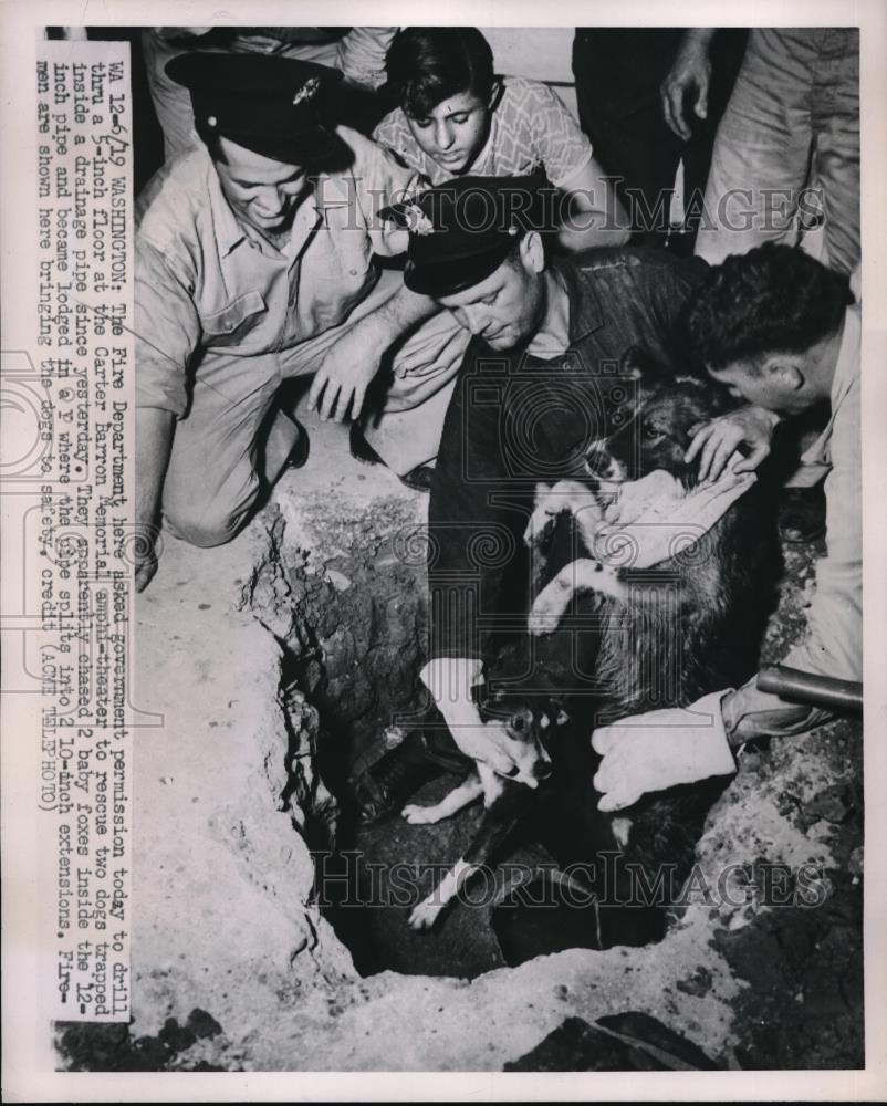 1951 Press Photo Wash.D.C. firemen rescue dogs trapped in drain pipe - neb49232 - Historic Images