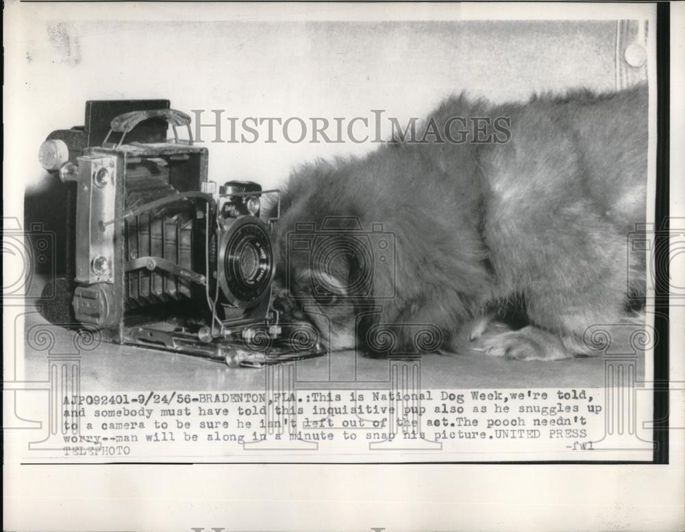 1956 Press Photo Bradenton, Fla Natl Dog week, dog &amp; a camera - neb48649 - Historic Images