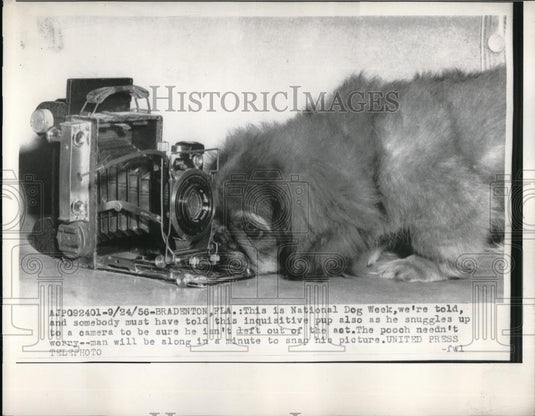 1956 Press Photo Bradenton, Fla Natl Dog week, dog & a camera - neb48649 - Historic Images