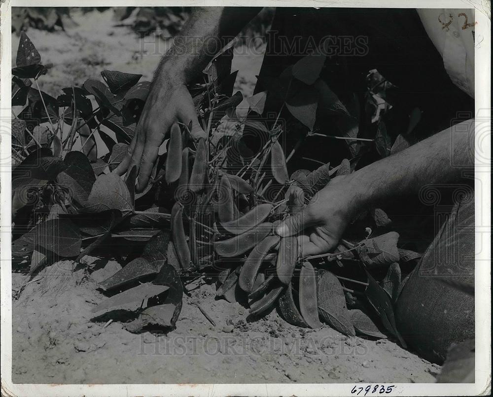1940 Press Photo Lima beans on slender stemmed plants for canning - Historic Images