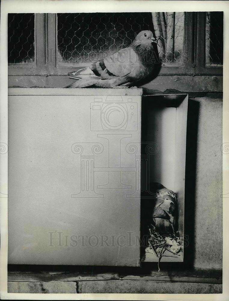 1956 Press Photo Chicago, Ill pigeons nesting in apartment AC unit - Historic Images