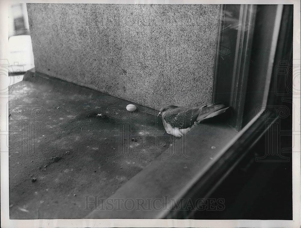 1957 Press Photo Pittsburgh, Pa pigeon lays eggs on bldg. ledge - Historic Images