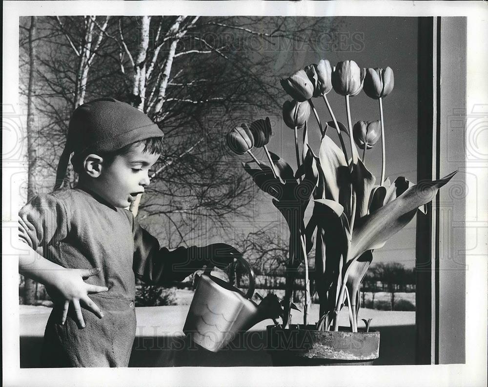 1965 Press Photo Gayly Colored Pots Of Dutch Bulb Flowers,Tulips &amp; Daffodils - Historic Images