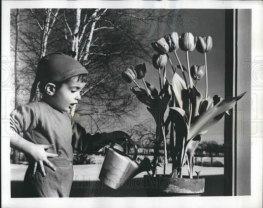 1965 Press Photo Gayly Colored Pots Of Dutch Bulb Flowers,Tulips & Daffodils - Historic Images