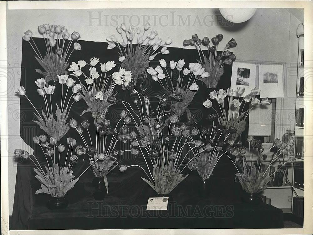 1936 Press Photo Group Of Tulips Entered By Mrs. George Baker Of Locust Valley - Historic Images